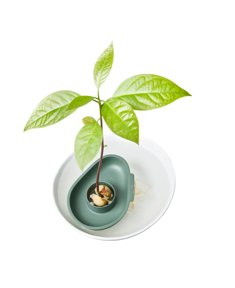elho Accessories Amazing Avocado Floater Anzuchttopf Leaf Green