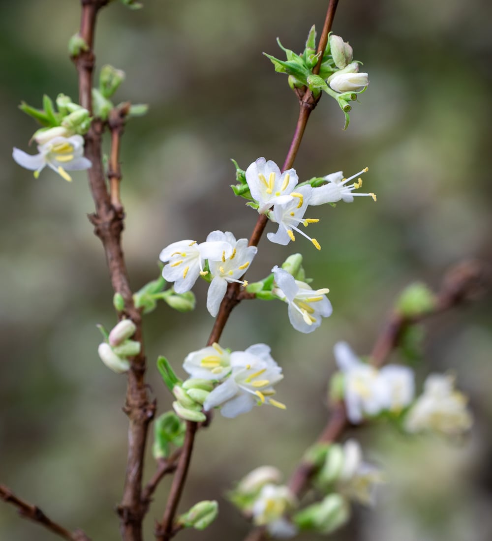 Sarah Raven Plants Lonicera Winter Beauty Strauch 2-Liter-Topf