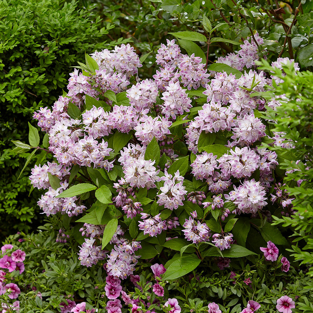 Sarah Raven Deutzia Raspberry Sundae Strauch 2 L Topf rosa-weiß
