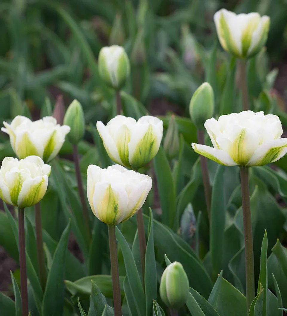 Sarah Raven Tulpe White Touch Blumenzwiebeln 10 Stück weiß gefüllt