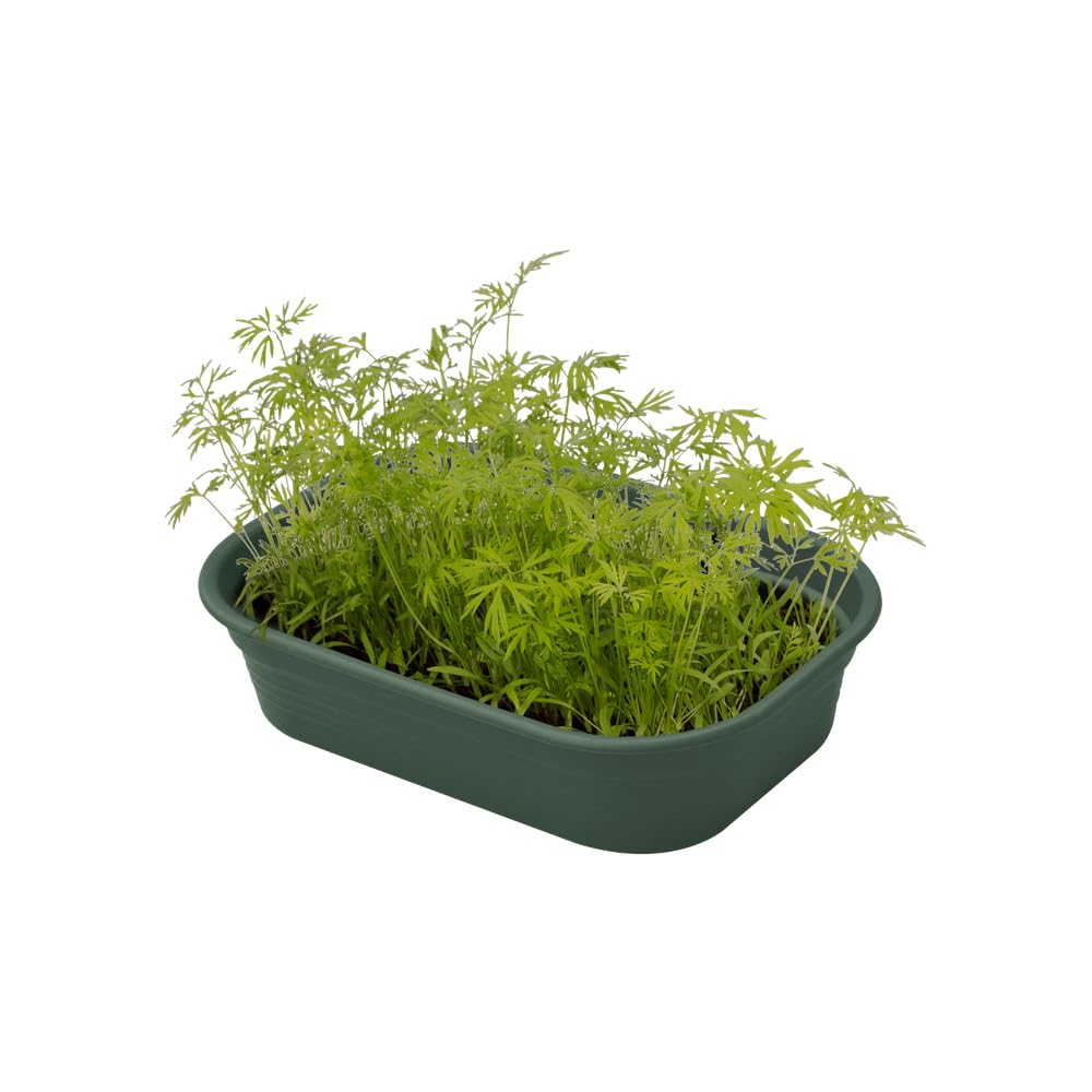 elho Green Basics Anzuchtschale S 24cm Leaf Green Ablauf