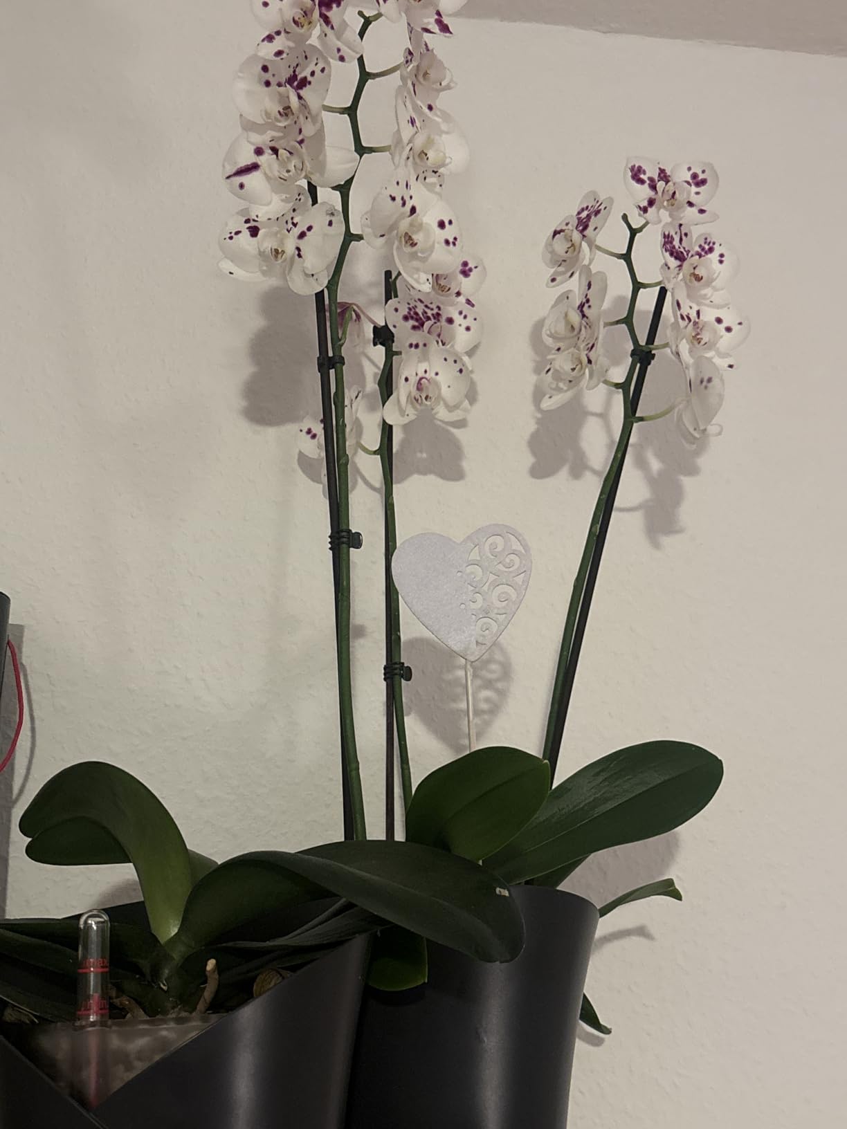 Lechuza Orchidea Color Orchideentopf Weiß Ø18cm Dochtsystem