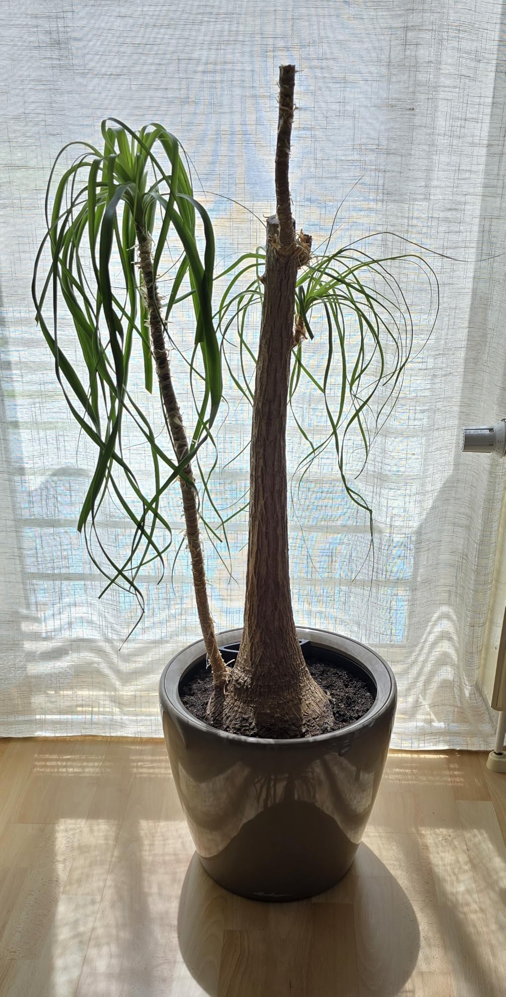 Lechuza Classico Premium LS 35 Pflanzgefäß weiß Hochglanz
