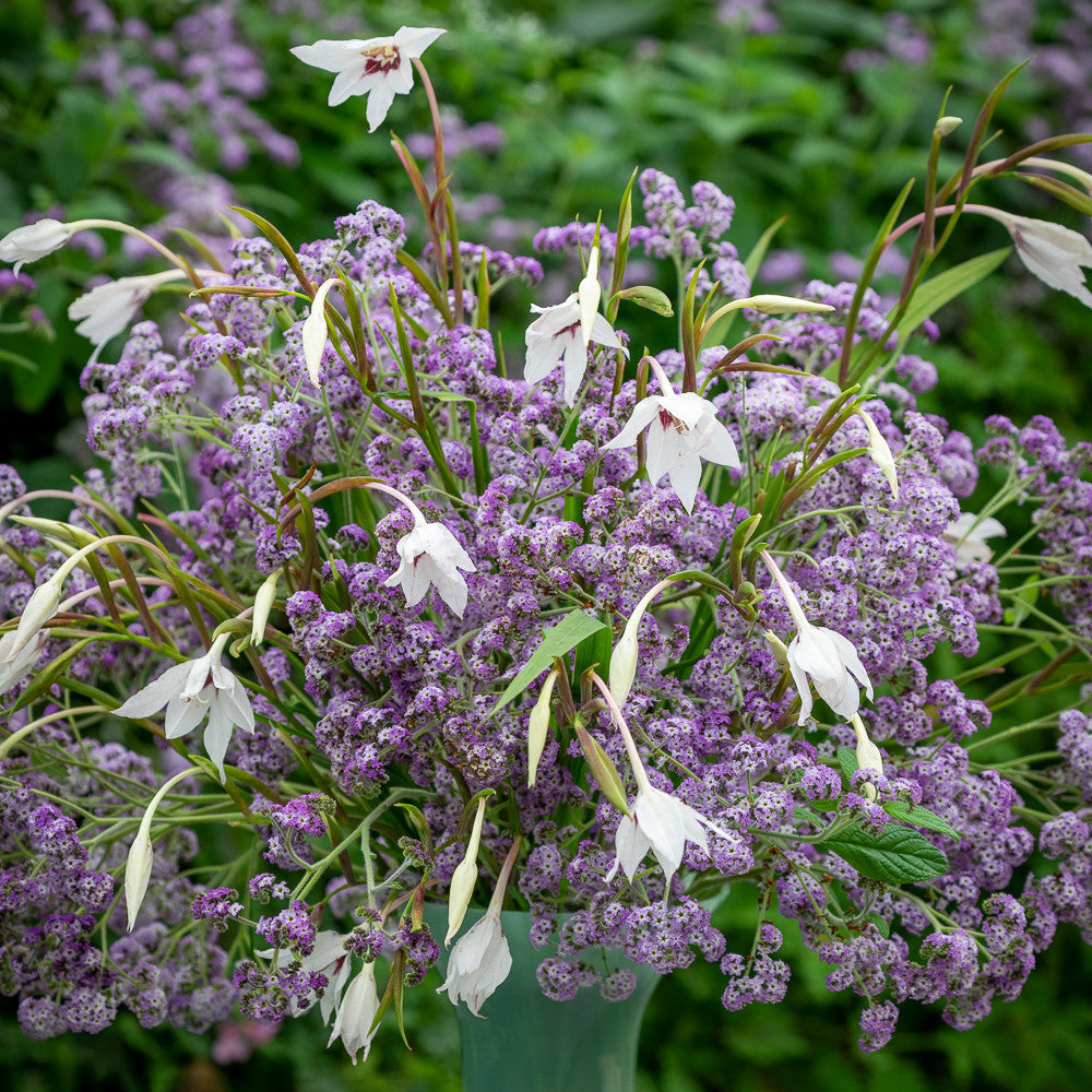 Sarah Raven Acidanthera Murielae Blumenzwiebeln 30 Knollen Duft