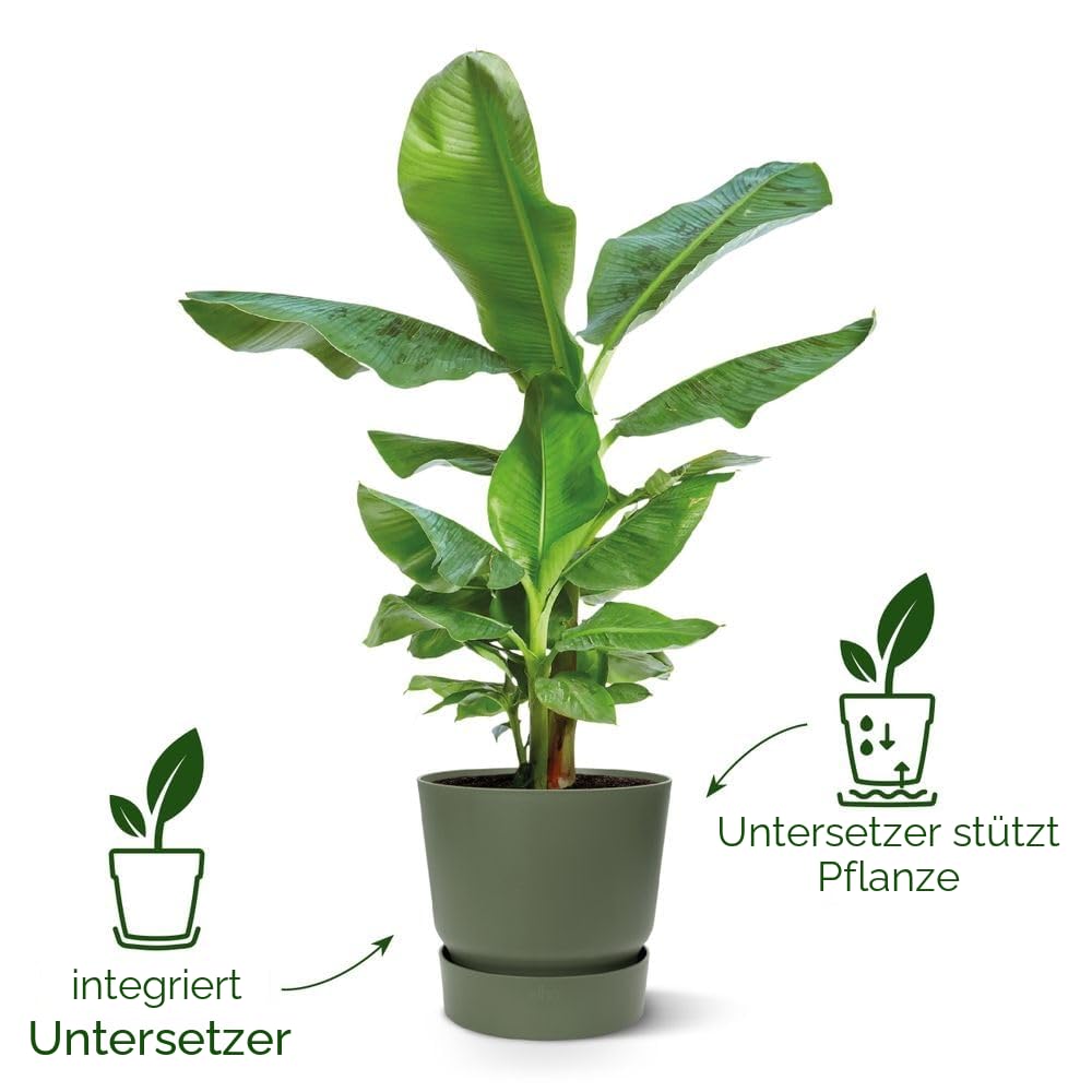 elho Greenville Rund 25 cm Blumentopf Goldener Sand frostbeständig