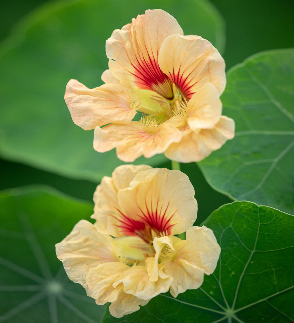 Sarah Raven Seeds Nasturtium Gleam Salmon Blumensamen 30 Samen lachs