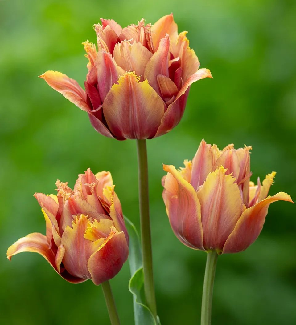 Sarah Raven Bulbs Tulpe Callahan Zwiebeln 10 Stück gefüllt