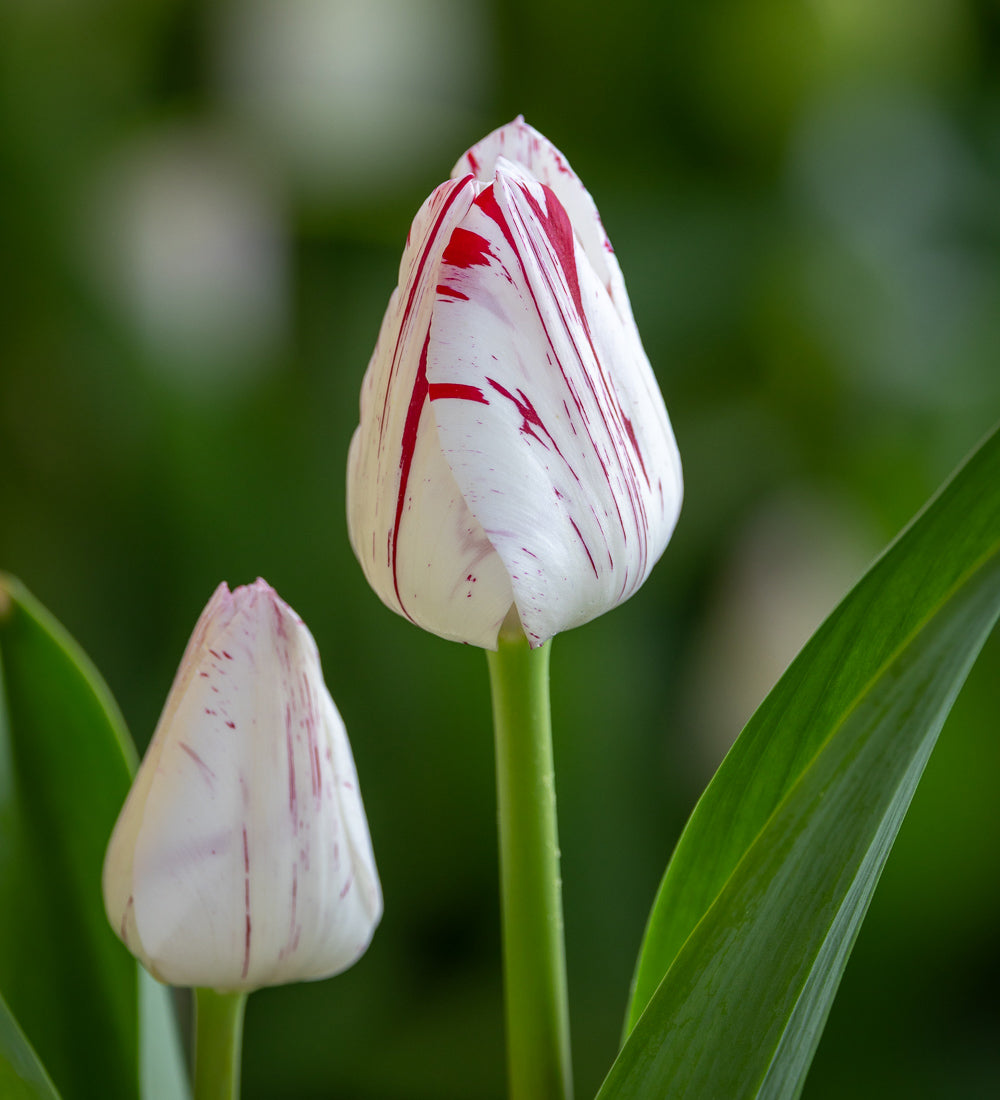 Sarah Raven Tulip One Direction Blumenzwiebeln 10 Stück