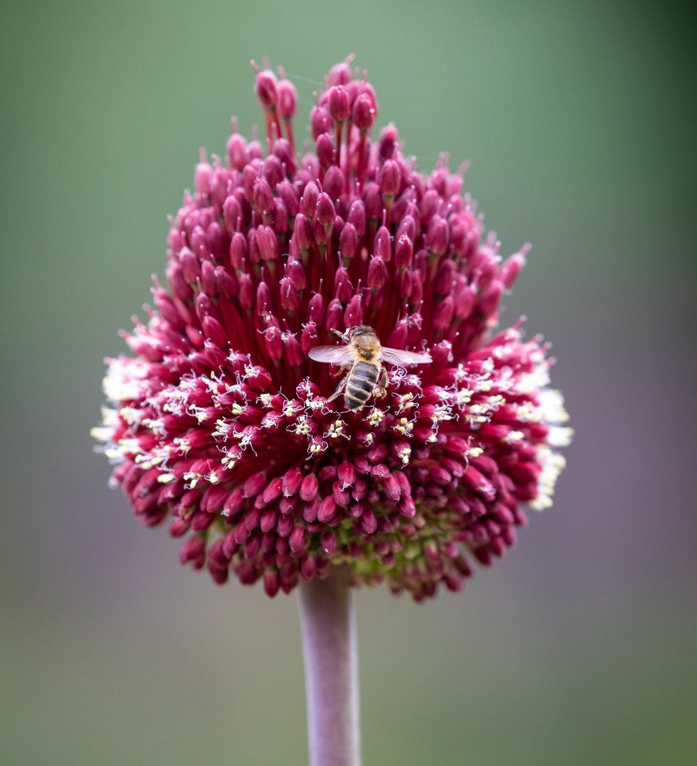 Sarah Raven Miniature Jewels Allium Blumenzwiebeln 31 Stück