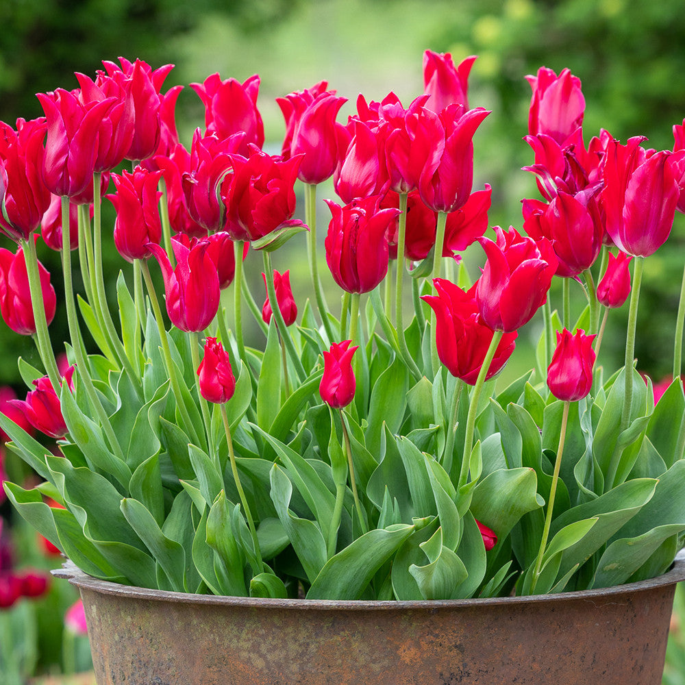 Sarah Raven Bulbs Tulip Pretty Woman Tulpenzwiebeln 10 Rot Topf