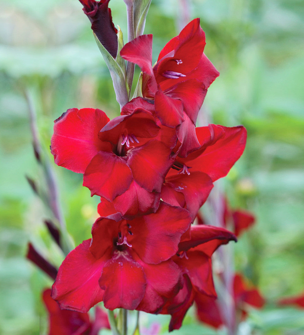 Sarah Raven Bulbs Hollywood Gladiolen Kollektion Knollen 45 Knollen Rot