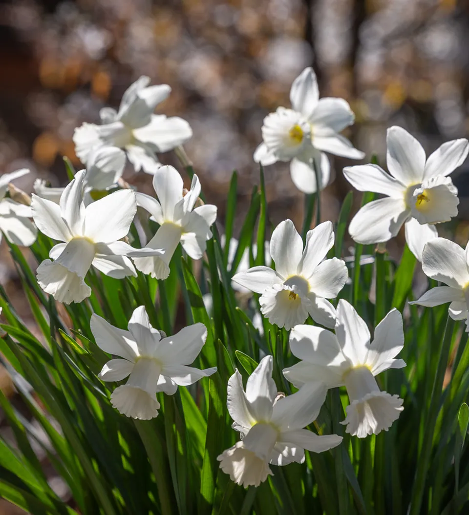 Sarah Raven Bulbs Narcissus Lady Madonna Blumenzwiebeln 15 St creme