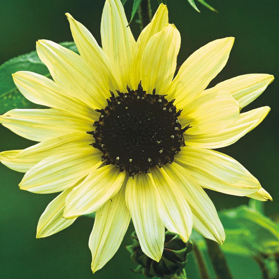Sarah Raven Seeds Helianthus debilis Vanilla Ice Sonnenblumensamen 40 Samen