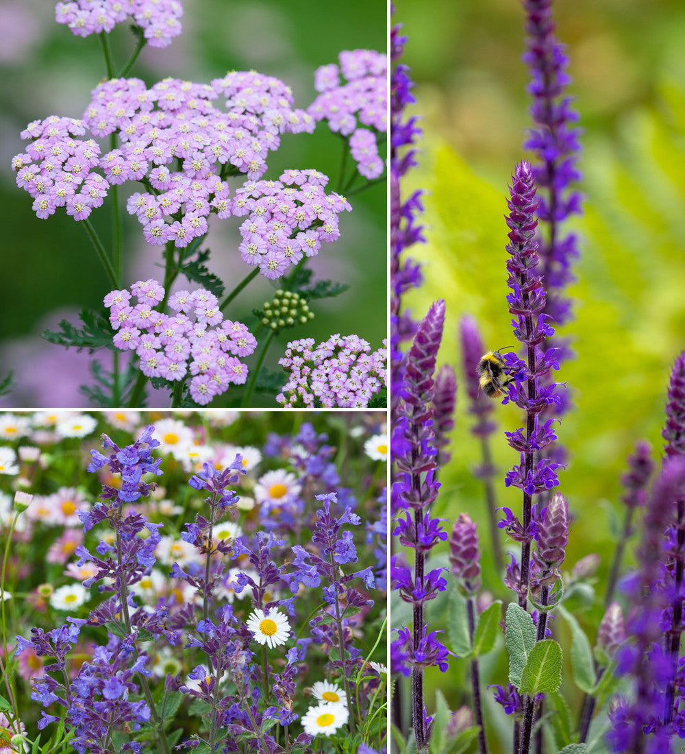 Sarah Raven Plants Low Maintenance Border Collection Pflanzen 18x9cm pflegeleicht