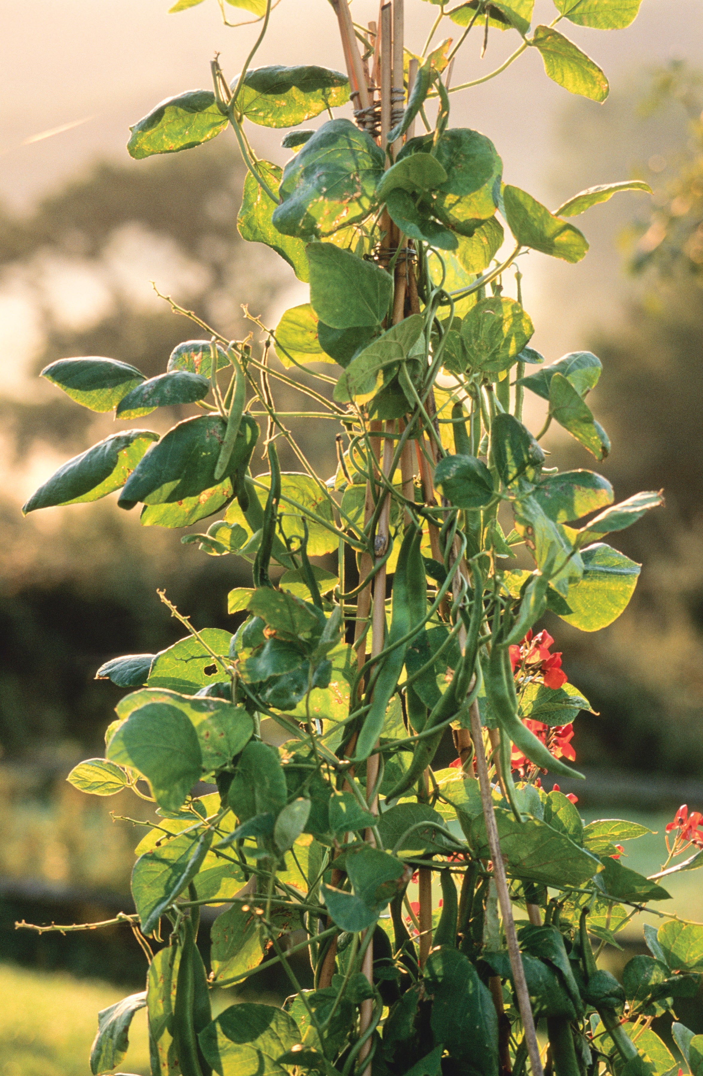 Sarah Raven Seeds Stangenbohne Polestar Samen 40 Stück rankend