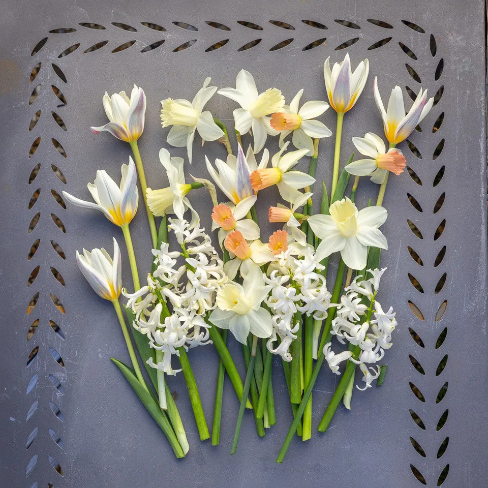 Sarah Raven March Marvels Bulb Collection Blumenzwiebeln 45 Stück