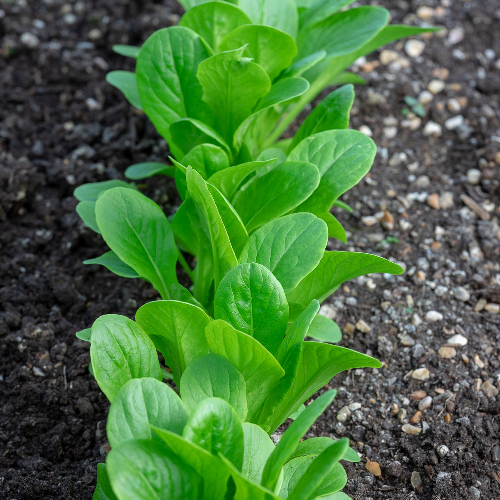 Sarah Raven Seeds Fuss Free Easy Veg Samen 3x6m Saatband Set