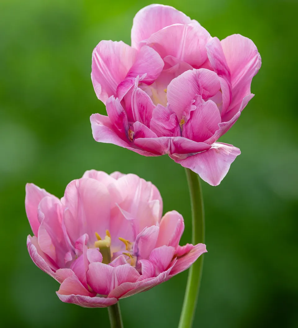 Sarah Raven Bulbs Tulpe Pink Cameo Blumenzwiebeln 10 Stück rosa