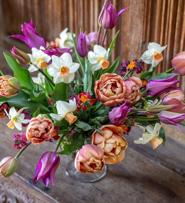 Sarah Raven Café-au-lait Blumenzwiebeln 30 Stück Tulpe Narzisse