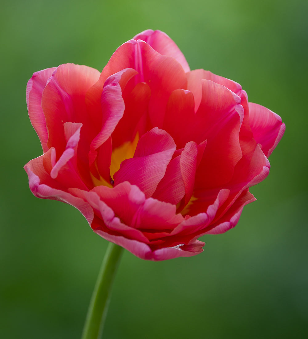Sarah Raven Bulbs Tulip Pink Symbiose Blumenzwiebeln 10 Stück rosa