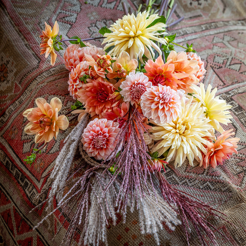 Sarah Raven Tapestry Dahlienknollen 4 Knollen apricot