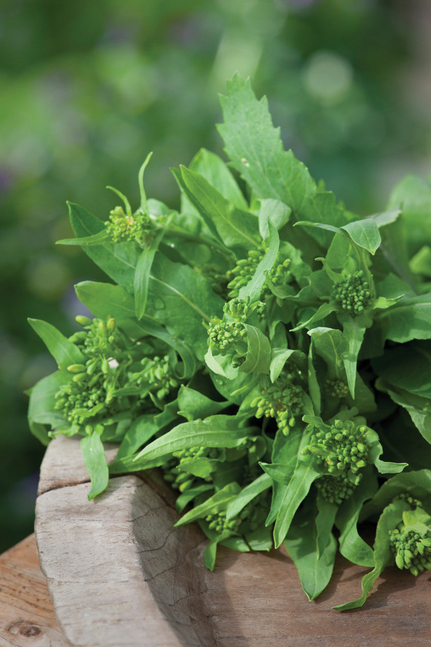 Sarah Raven Seeds Broccoli Raab Cima di Rapa Samen 1000