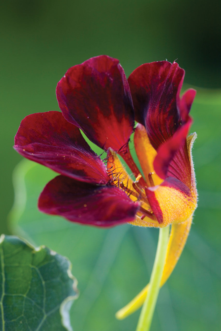 Sarah Raven Seeds Nasturtium Black Velvet Blumensamen 20 Samen