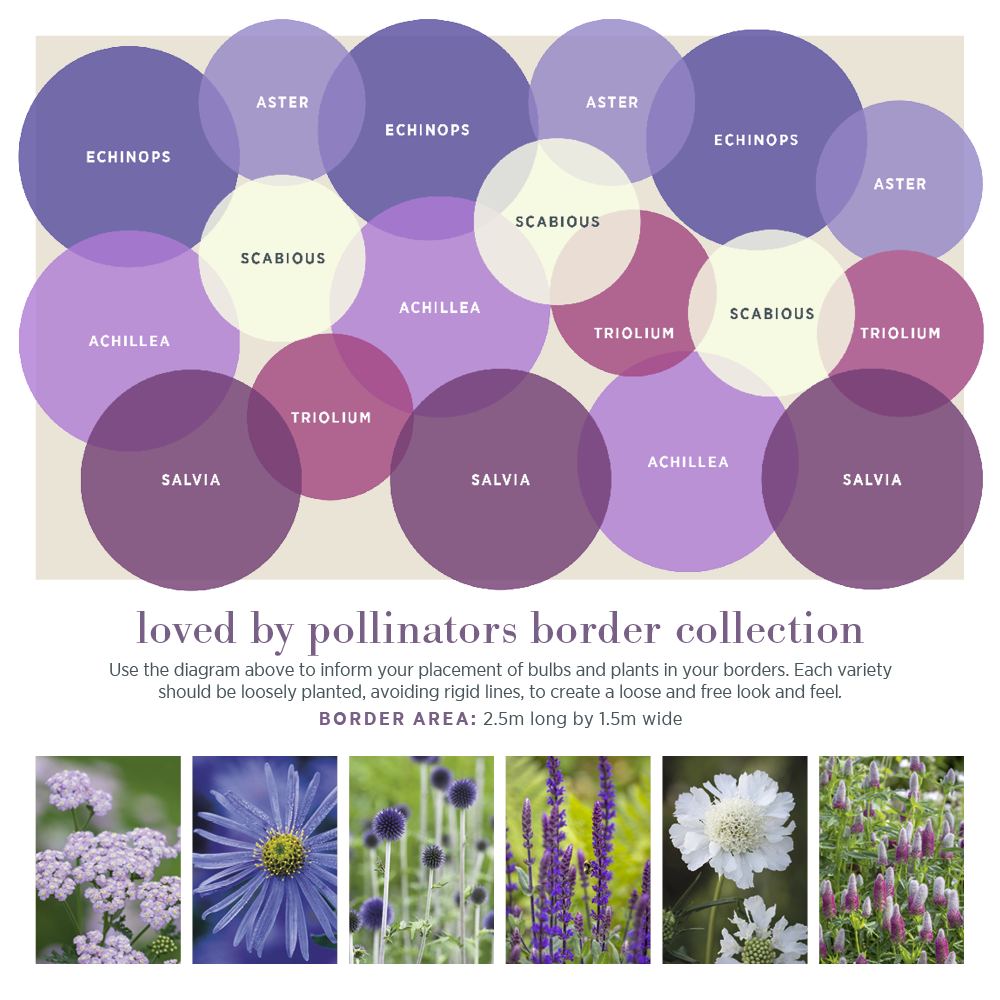 Sarah Raven Plants Loved by Pollinators Stauden 18x 9cm Bienenmischung
