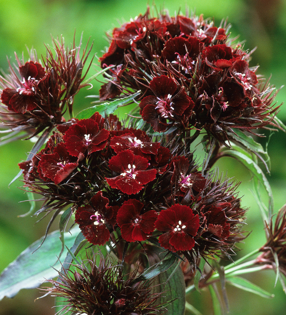 Sarah Raven Seeds Dianthus Sooty Bartnelke Samen 200 Korn duftend
