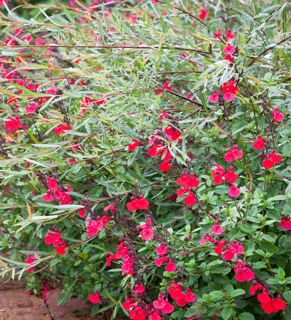 Sarah Raven Plants Summer Jewels Salvia Pflanzen 3x2L trockenresistent