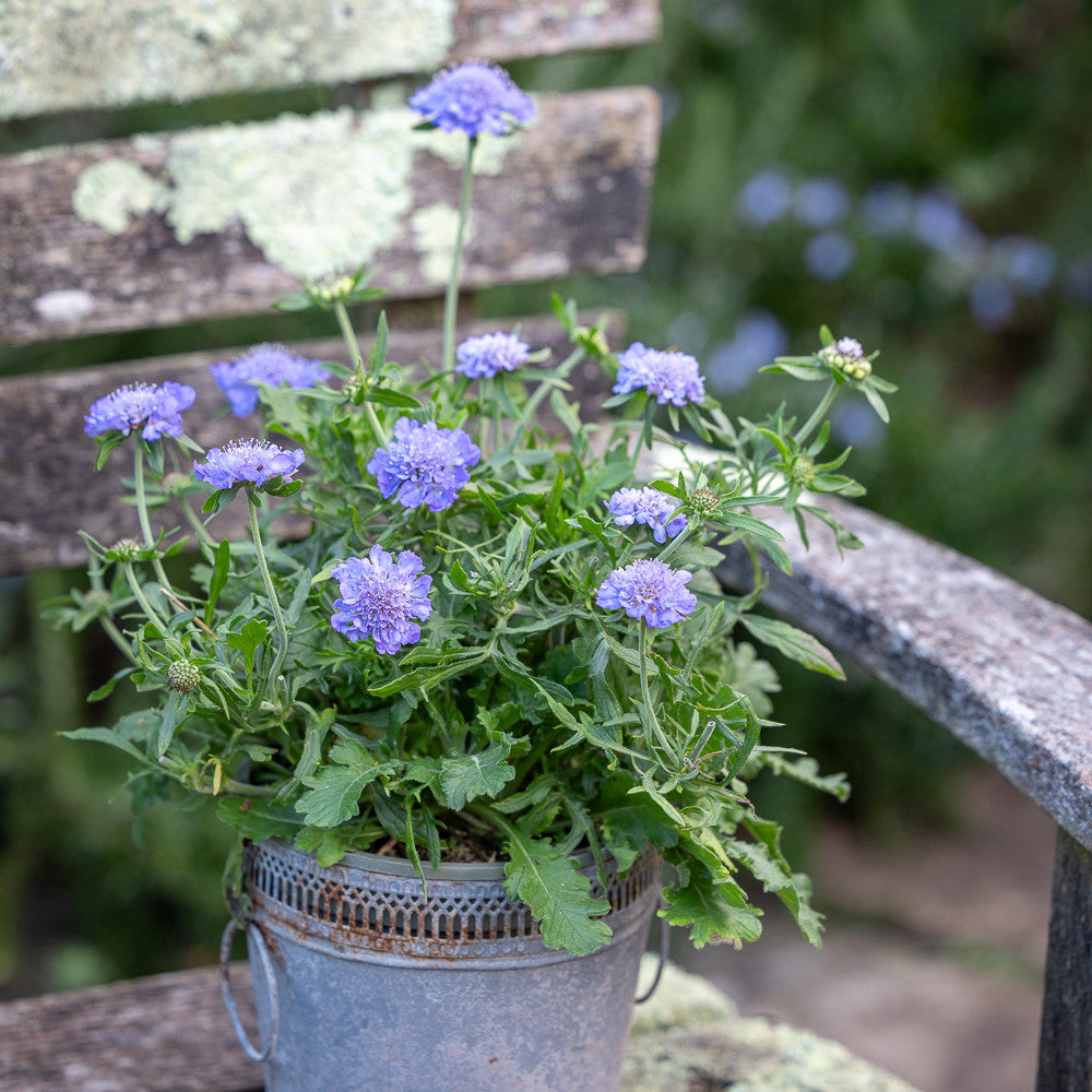 Sarah Raven Plants Scabiosa Kudo Blue Pflanze 3x 9cm Topf
