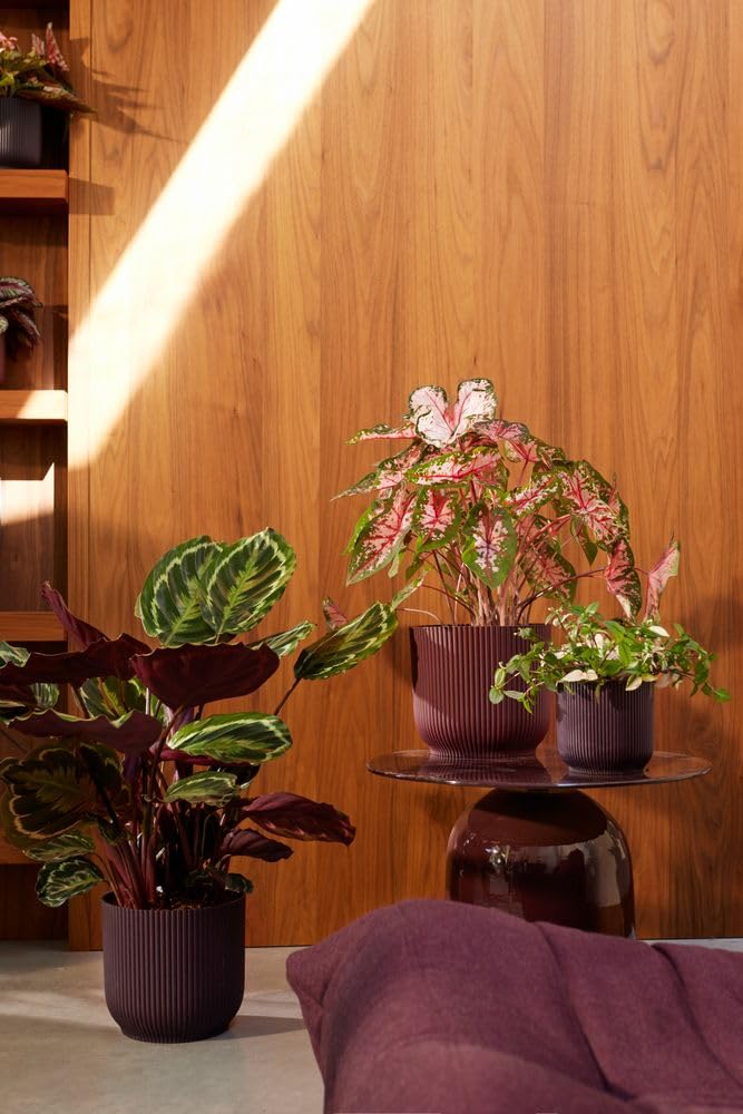 elho Winery Collection Blumentopf 3er-Set Dunkelviolett Indoor