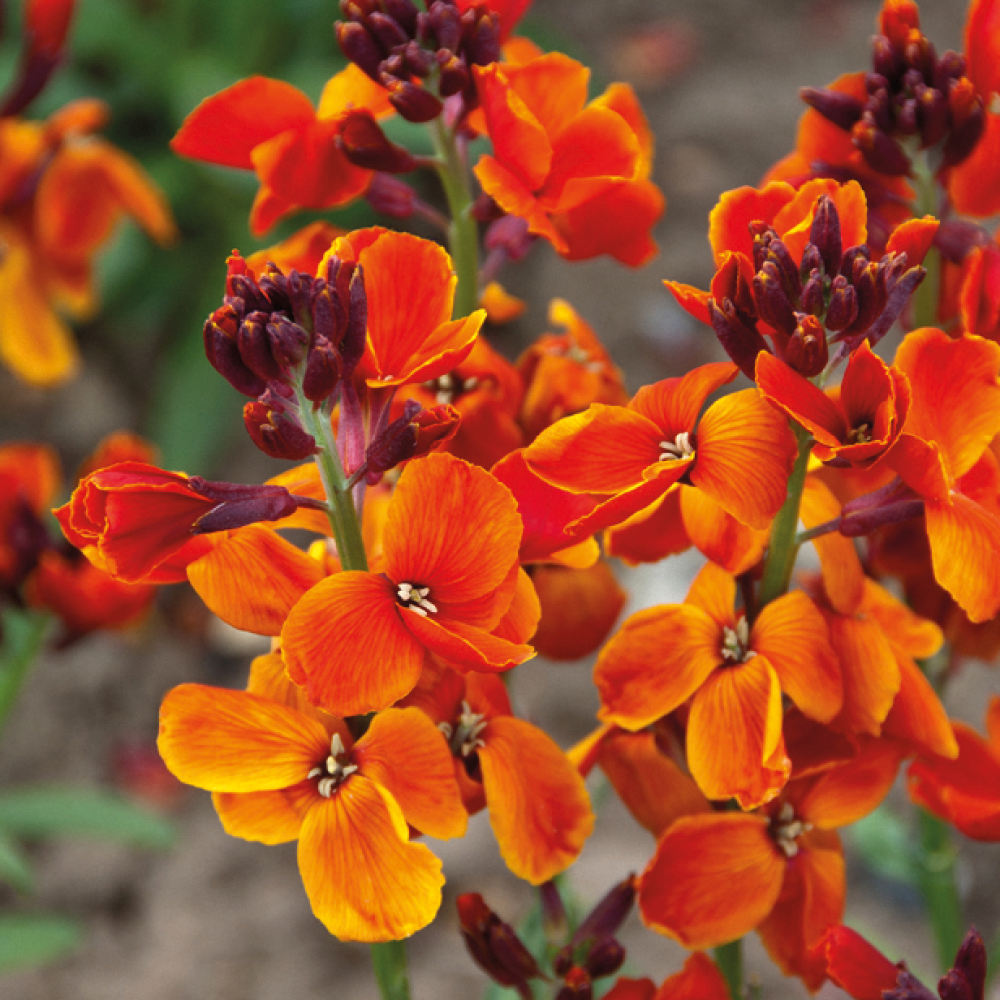 Sarah Raven Wallflower Fire King Goldlack 9x 9cm orange duftend