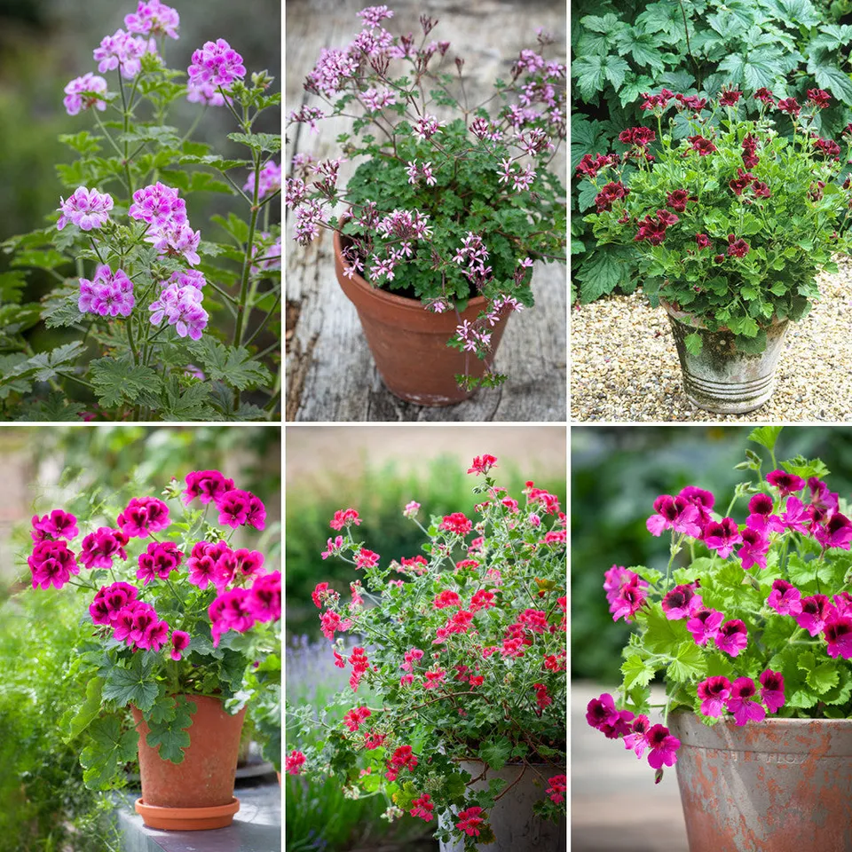Sarah Raven Pelargonium Collection Pflanze 6 Töpfe Mix