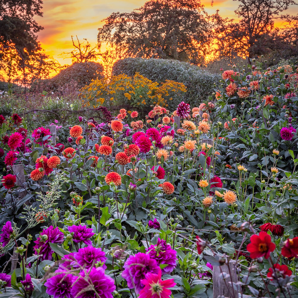 Sarah Raven Perch Hill Dahlia Day Kurs 18. September Dahlien