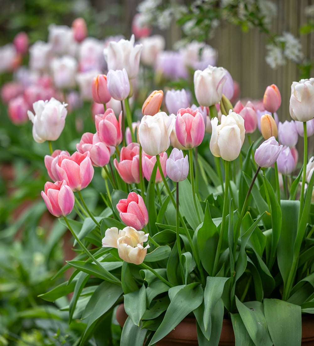Sarah Raven Bulbs Light the Shade Tulpen-Kollektion 40 Zwiebeln mix