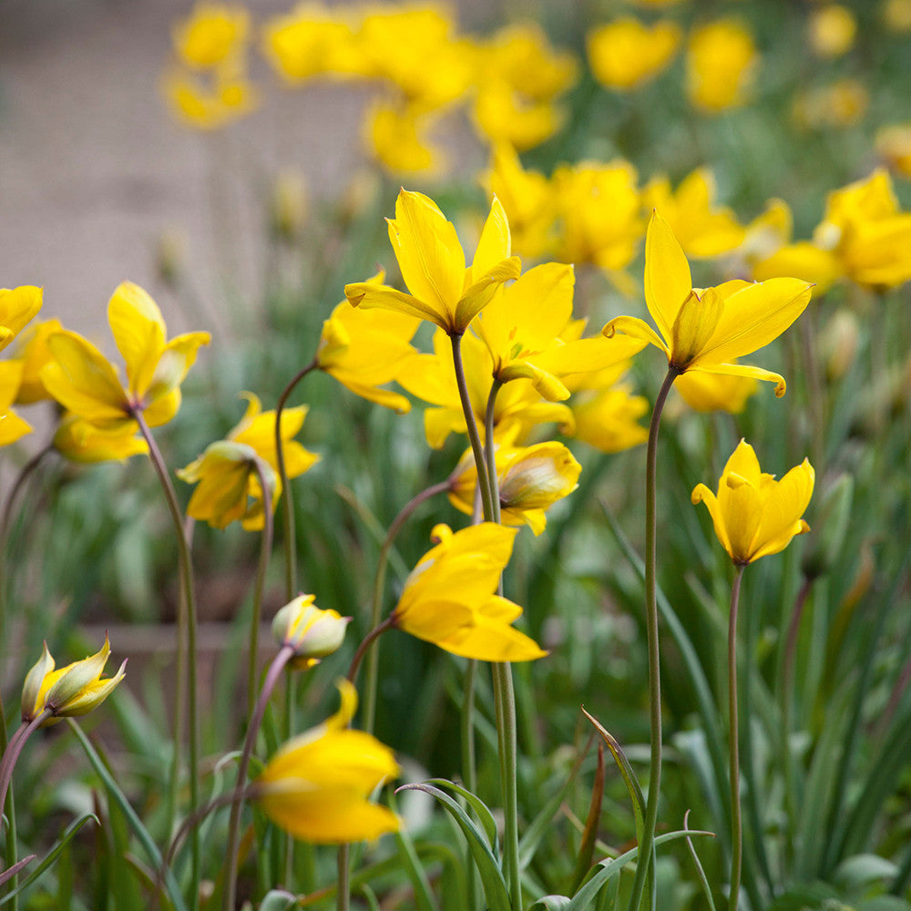 Sarah Raven Bulbs Tulip sylvestris Blumenzwiebeln 10 gelb duftend