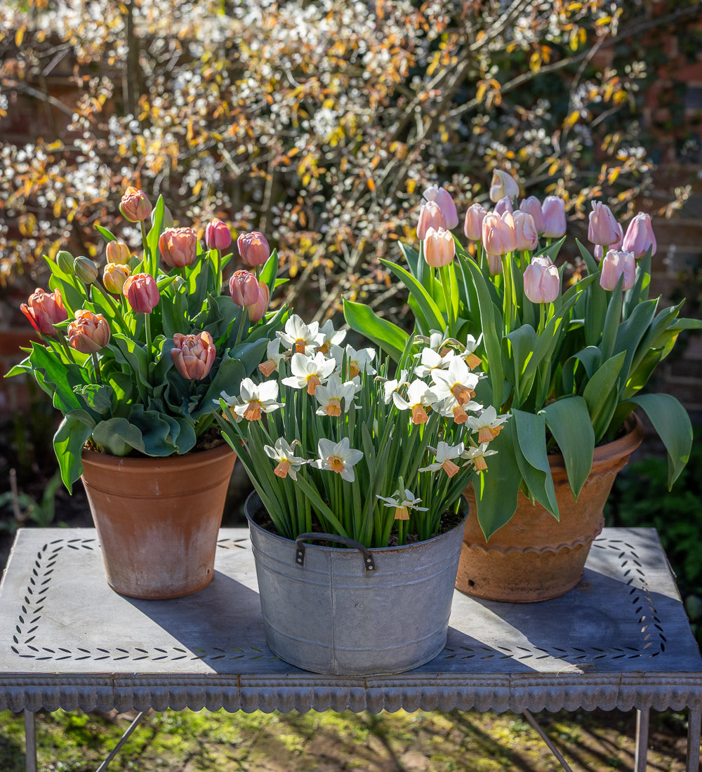 Sarah Raven Bulbs Cashmere Blumenzwiebeln 45 Stück rosa-creme