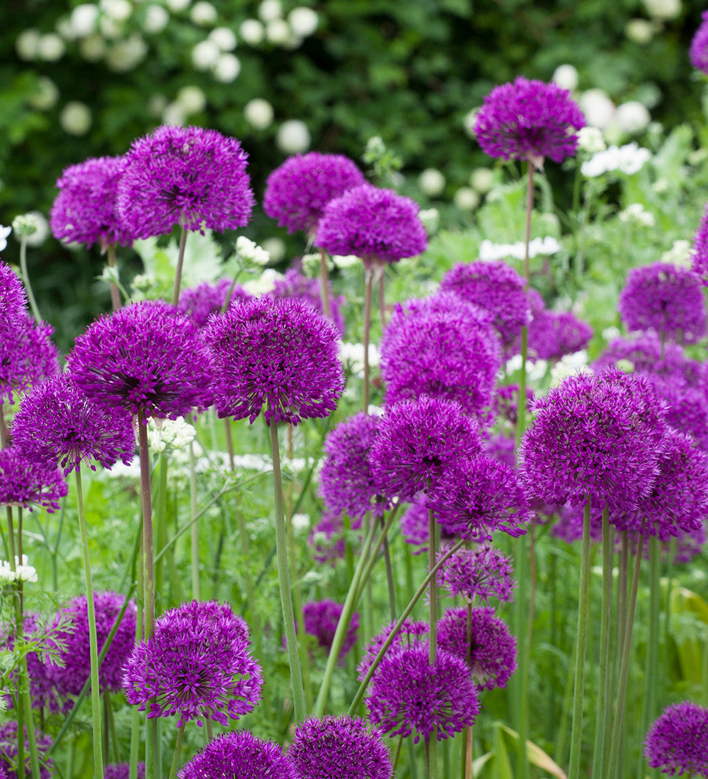 Sarah Raven Bulbs Allium Purple Sensation Zwiebel 15 Stück