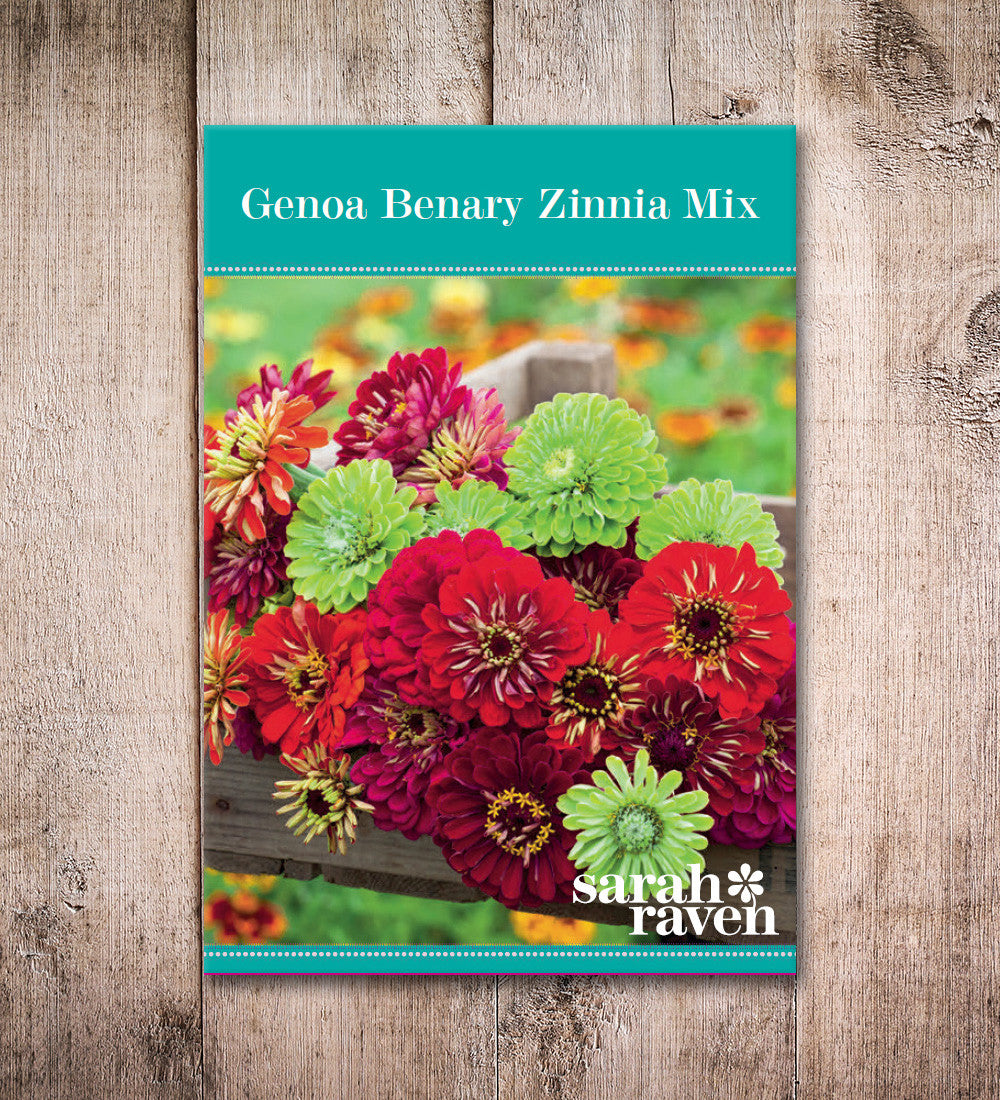 Sarah Raven Genoa Zinnia Mix Samen 30 Samen bunt