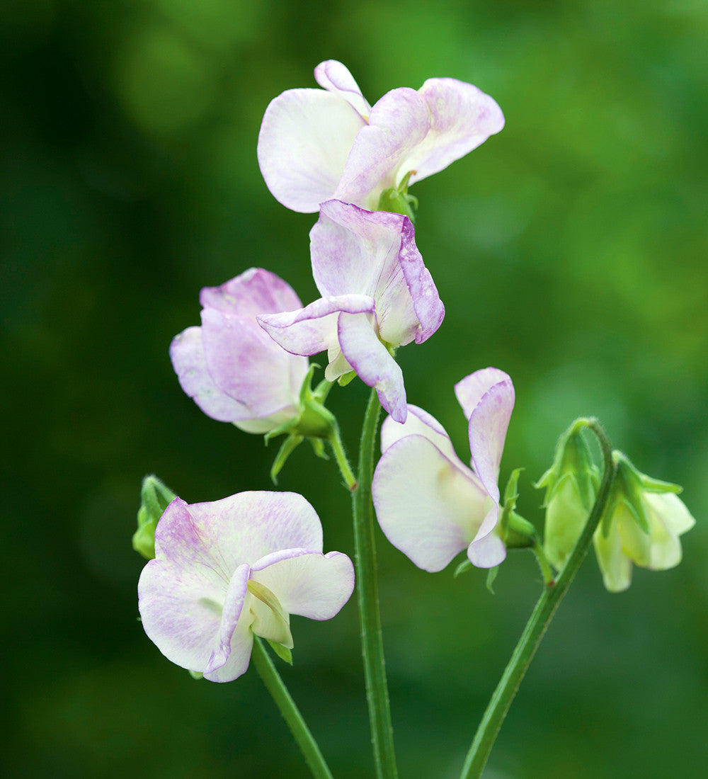 Sarah Raven Sweet Pea High Scent Samen 20 Samen weiß-lila Duft