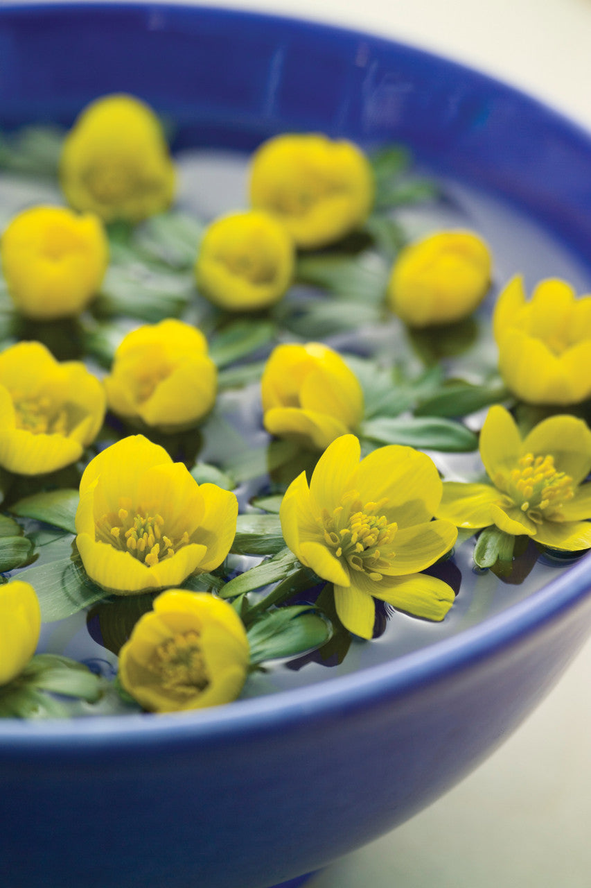 Sarah Raven Bulbs Eranthis Cilicica Blumenzwiebeln 25 Stück gelb