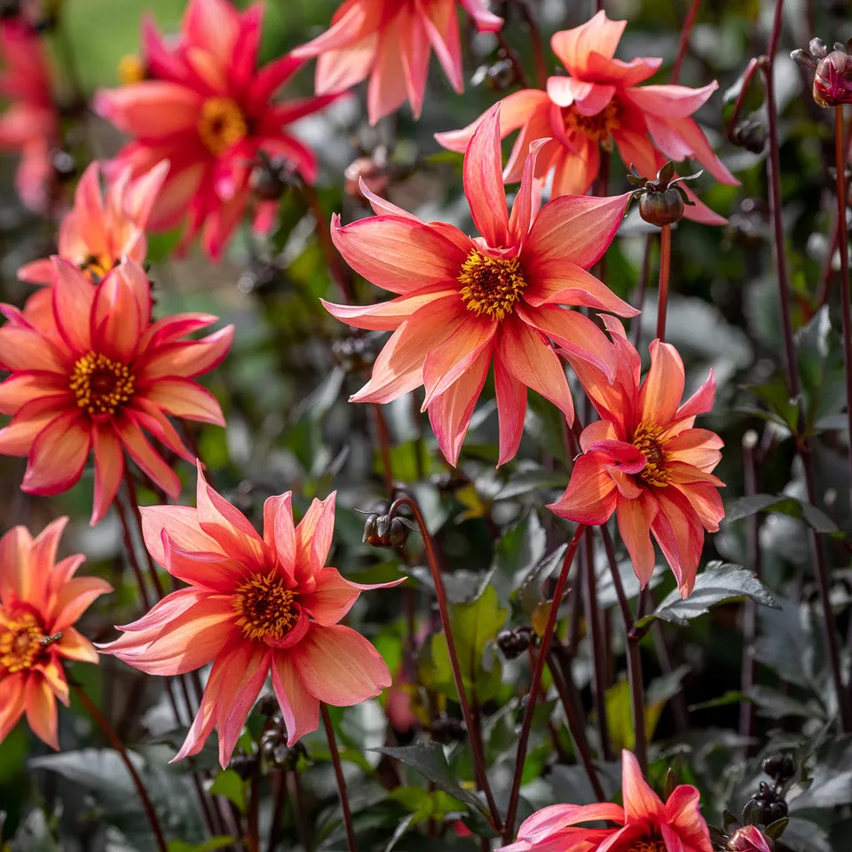 Sarah Raven Bulbs Dahlia Waltzing Mathilda Knolle 1 Knolle pfirsich