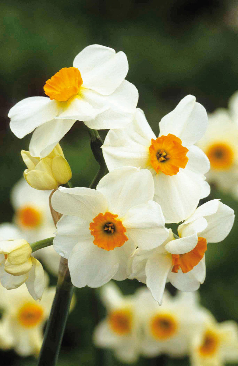 Sarah Raven Geranium Narzisse 15 Zwiebeln duftend