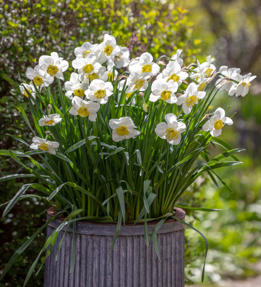 Sarah Raven Bulbs Narcissus 'Papillon Blanc' 15 Zwiebeln weiß