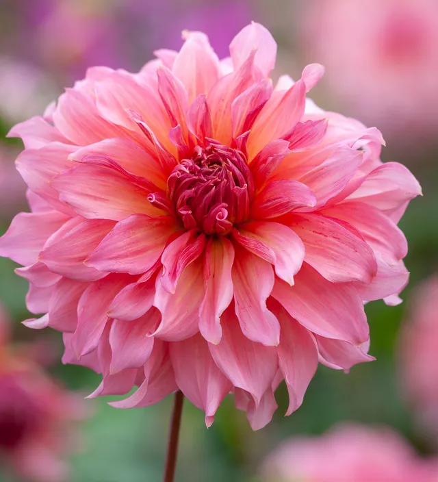 Sarah Raven Dahlia Islander Dahlienknollen 3 Knollen groß