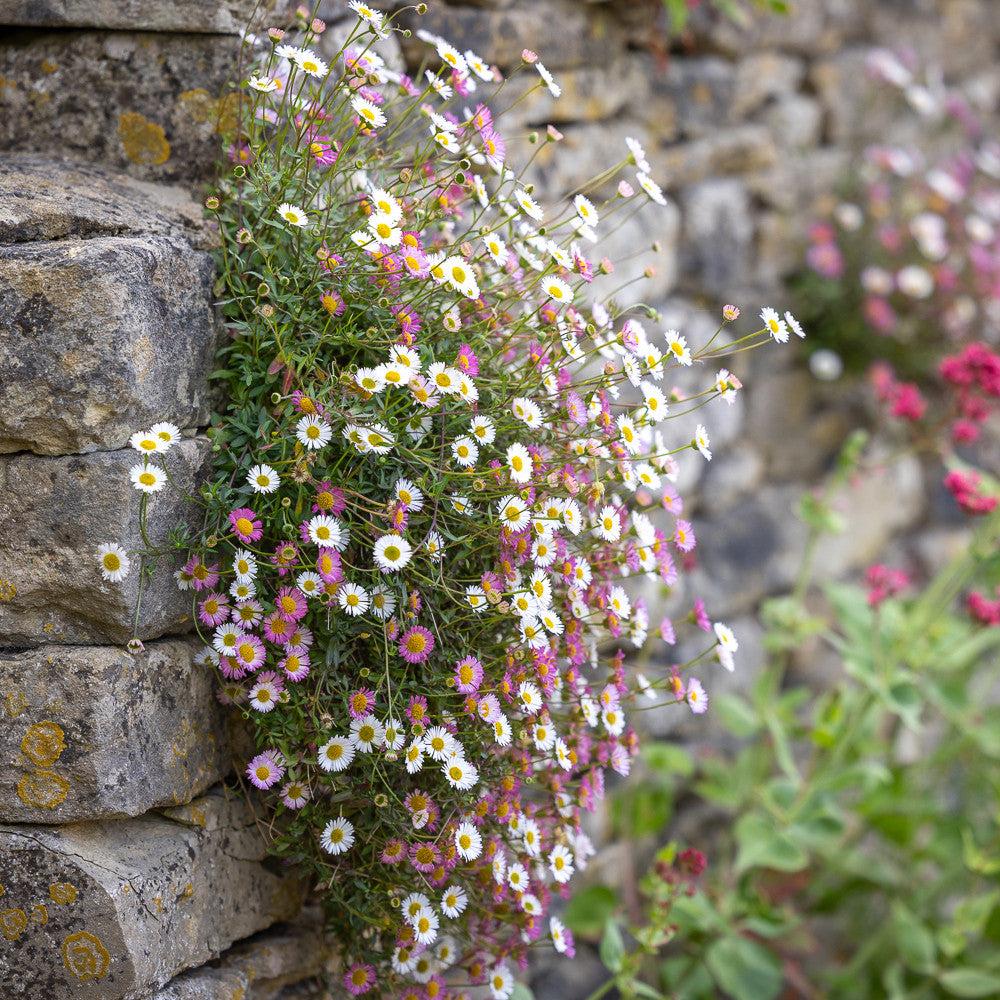 Sarah Raven Plants Erigeron Profusion Blume 100 Samen rosa-weiß