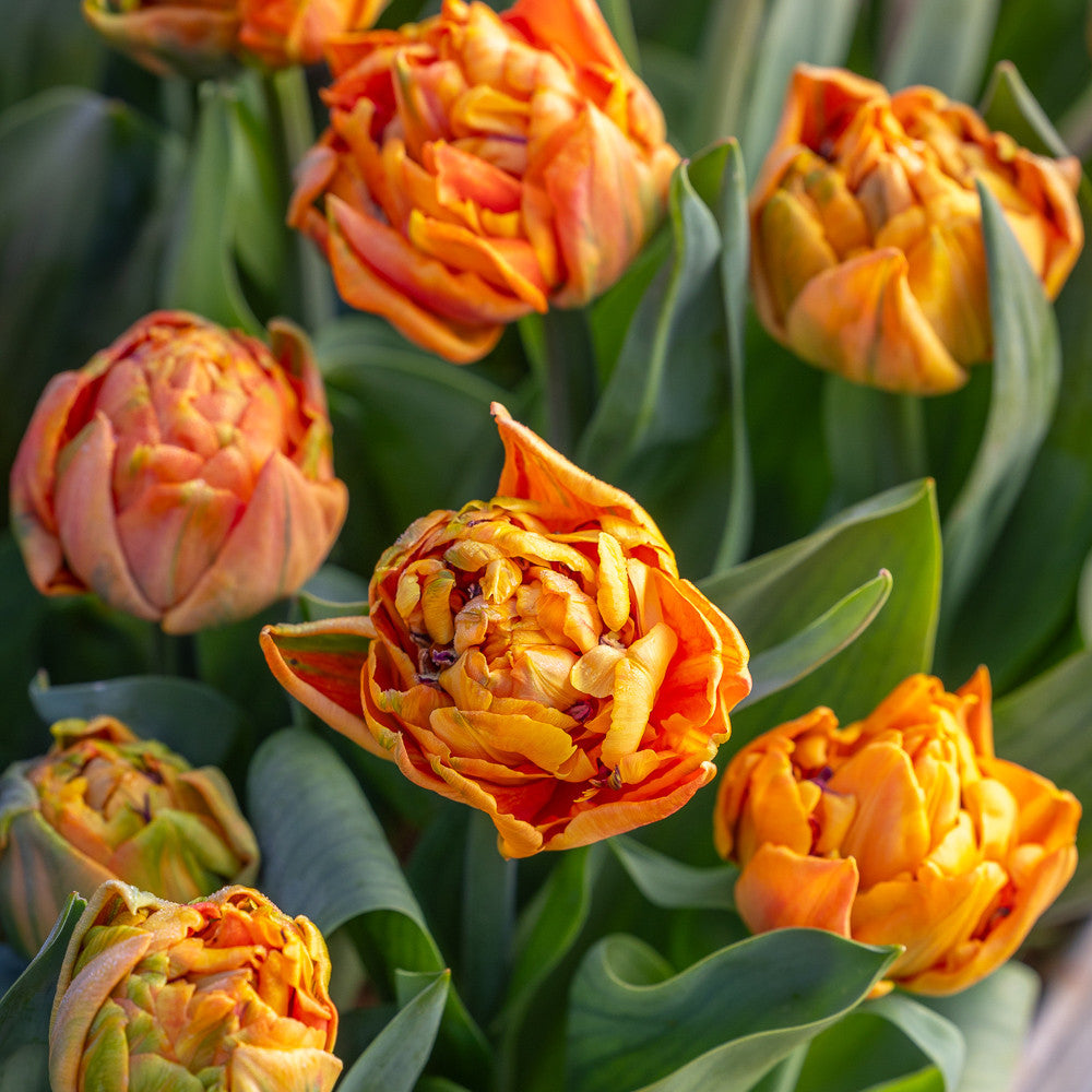 Sarah Raven Bulbs Apricot Pot Tulip Collection 30 Zwiebeln