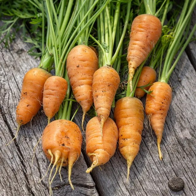 Sarah Raven Seeds Carrot Oxheart Gemüsesamen 350 Samen orange