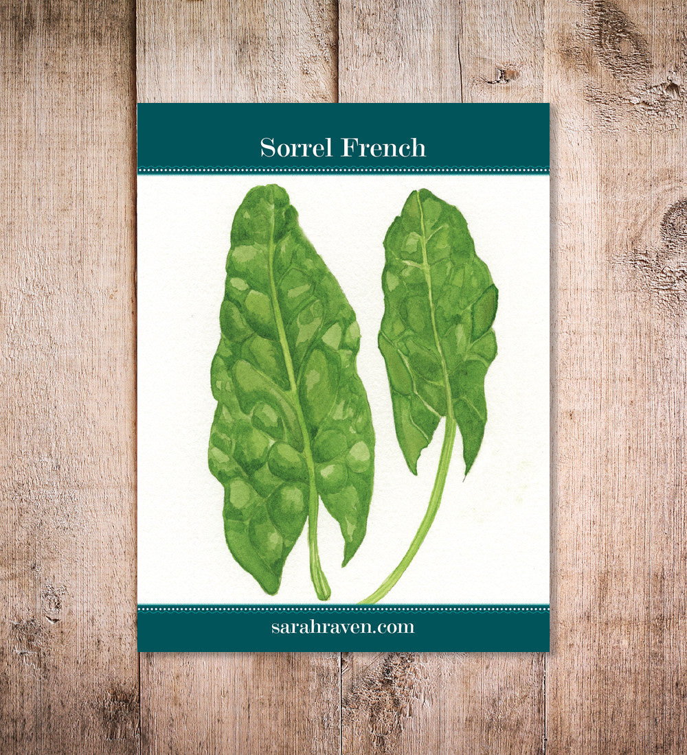 Sarah Raven French Sorrel De Belleville Samen 500 Samen Zitrone